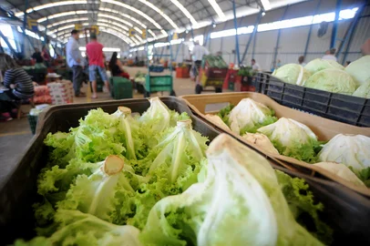 CAXIAS DO SUL, RS, BRASIL 31/10/2016Com a chuvarada da última semana, preço da alface disparou 100% na Ceasa de Caxias. Estava R$ 0,50 e passou para R$ 1. (Felipe Nyland/Agência RBS)<!-- NICAID(12536797) -->