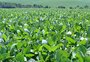 Queda no preço da soja supera 30% e agricultores patinam para arcar com custos de produção