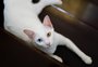 Gatos asiáticos: 7 raças que conquistaram o mundo 