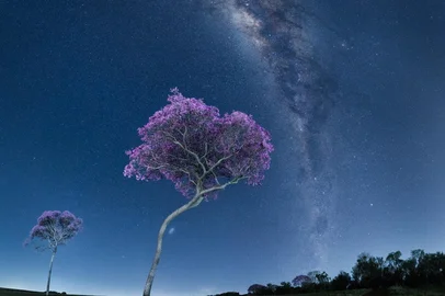 Foto do astrofotógrafo Egon Filter mostra Via Láctea com Ipê no extremo Oeste do RS. Projeto Caminho das Estrelas<!-- NICAID(16137024) -->