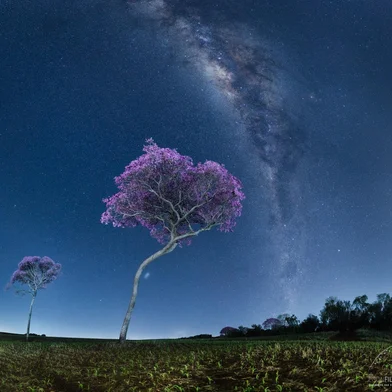 Foto do astrofotógrafo Egon Filter mostra Via Láctea com Ipê no extremo Oeste do RS. Projeto Caminho das Estrelas<!-- NICAID(16137024) -->