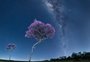 Nos confins do RS, astrofotógrafo registra rara imagem noturna de ipê florido com Via Láctea ao fundo