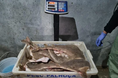 Tubarões e outras espécies ameaçadas são apreendidos em residência de Guaíba<!-- NICAID(16057948) -->