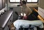 Cães "invadem" ambulância para acompanhar dono e esperam alta em unidade de saúde em Bauru