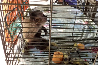 O macaco Chico foi capturado na tarde dessa quinta-feira (21) pela Secretaria de Meio Ambiente e Recursos Hídricos de Picos (SEMAM) e pelo Instituto Brasileiro do Meio Ambiente e dos Recursos Naturais Renováveis (Ibama) no município de Picos, Sul do Piauí.Em um vídeo que viralizou nas redes sociais, o animal é flagrado carregando filhotes de gato e cachorro para cima das árvores. Em outro vídeo, o macaco aparece pegando carona em dois cachorros para 'sequestrar' um filhote de gato. A situação acontece há pelo menos dois anos na região, conforme os moradores.<!-- NICAID(15548441) -->