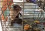 VÍDEO: macaco Chico é capturado após sequestro de filhotes de cães e gatos no Piauí