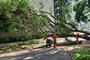 Queda de árvore deixa moradores sem energia elétrica no bairro São Pelegrino em Caxias do Sul<!-- NICAID(15005760) -->