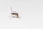Aedes aegypti on white backgroundIndexador: Leonardo AlvesFonte: 485682116<!-- NICAID(15428794) -->