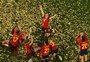 FOTOS: como foi a final da Copa do Mundo Feminina, que teve a Espanha campeã