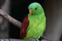 Papagaio (Aprosmictus erythropterus). Foto:  Martin / stock.adobe.comFonte: 355908431<!-- NICAID(14993222) -->