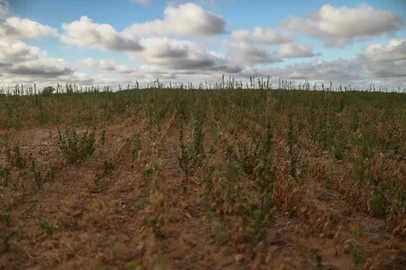 Santa Maria, RS, Brasil, 21-01-2025: Estiagem na região central do Rio Grande do Sul prejucida a produção de soja. Foto: Renan Mattos / Agência RBS<!-- NICAID(15958335) -->