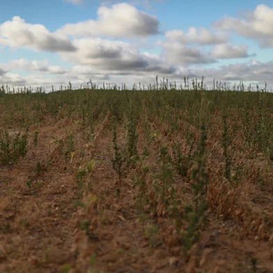 Santa Maria, RS, Brasil, 21-01-2025: Estiagem na região central do Rio Grande do Sul prejucida a produção de soja. Foto: Renan Mattos / Agência RBS<!-- NICAID(15958335) -->
