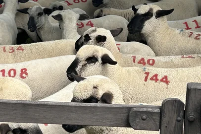 Nestor Tipa Júnior / Divulgação Agrovinos, em Bagé<!-- NICAID(16204785) -->