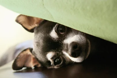 Cachorro com medo de fogos de artifício<!-- NICAID(10043874) -->