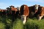 SÃO  BORJA, RS, BRASIL, 22-08-2017. Sócios na fazenda São Lucas, Eduardo Coelho e Guilherme Fração, da Ruviaro Agropecuária.(TADEU VILANI/AGÊNCIA RBS)<!-- NICAID(13104090) -->