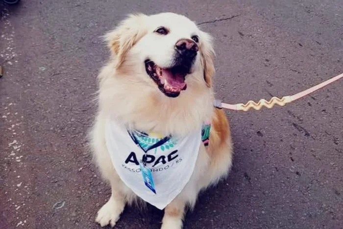 Apae Passo Fundo / Divulgação