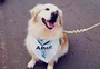 Morre Milonga, golden retriver que atuava no apoio a usuários da Apae em Passo Fundo
