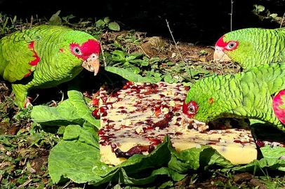 A bicharada do Gramadozoo ganhou reforço na alimentação. Para espantar o frio e aumentar os níveis calóricos, foram inseridos polenta, pinhão e sementes de milho crioulo no cardápio de aves e primatas. Mas os cuidados diante das baixas temperaturas não param por aí: alguns animais também contam com ambiente aquecido nesta época do ano.<!-- NICAID(15098531) -->