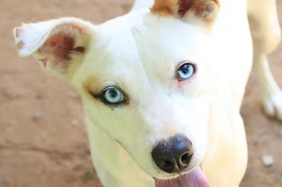 Segundo o Cempra, são animais de diversos portes e raças, que estão aptos para a doação, são castrados, desverminados e com tratamento antipulgas em dia. Na foto, Bred Pit, de 4 anos, Porte M.<!-- NICAID(15985784) -->