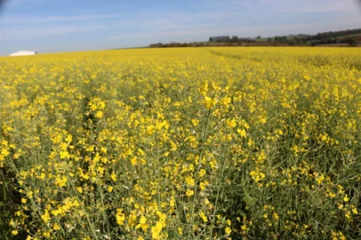 Inicia a floração de canola no RS<!-- NICAID(16060935) -->