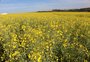 Canola deve avançar quase 40% em área nesta safra de inverno no RS