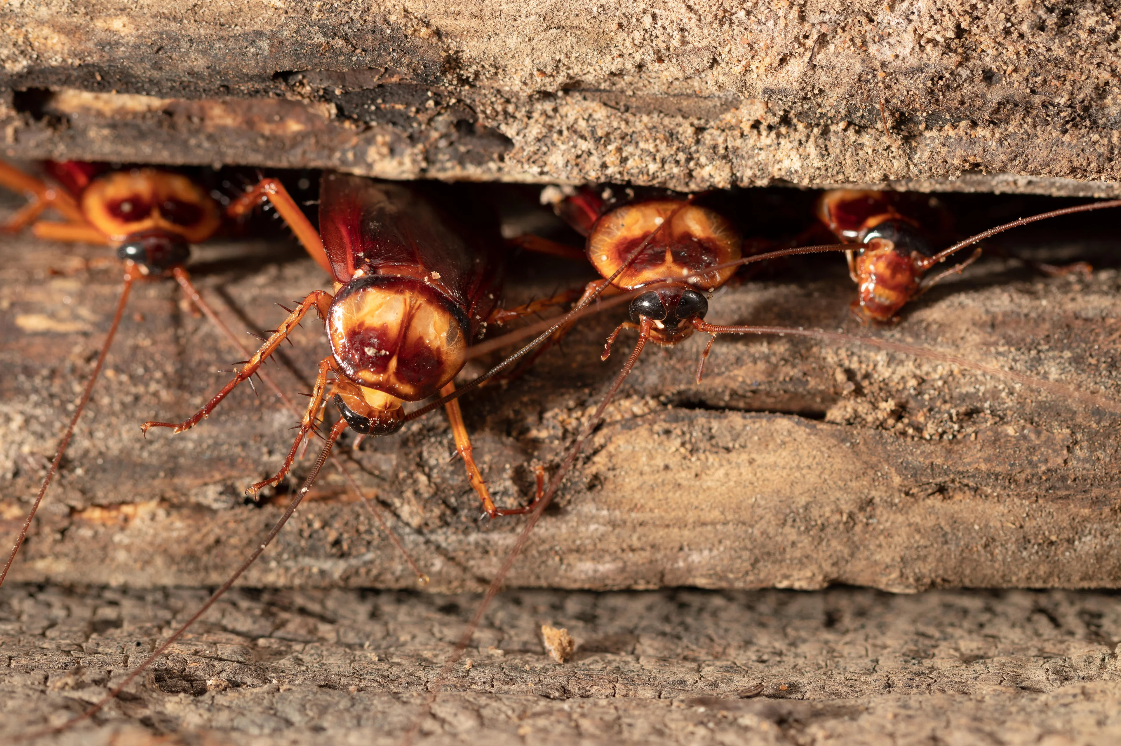 Adobestock/Reprodução