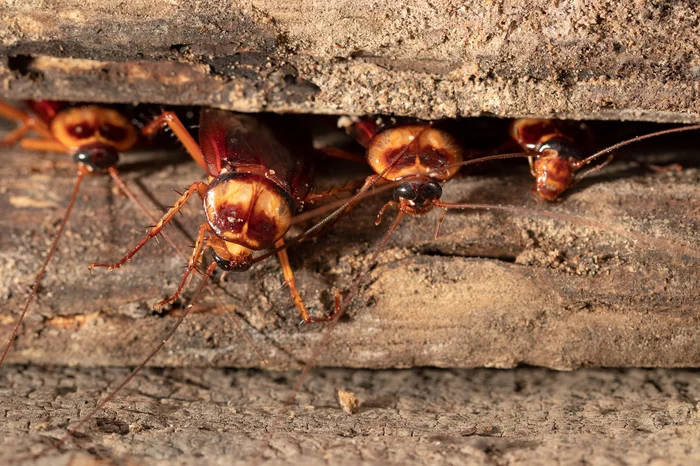 Adobestock / Reprodução