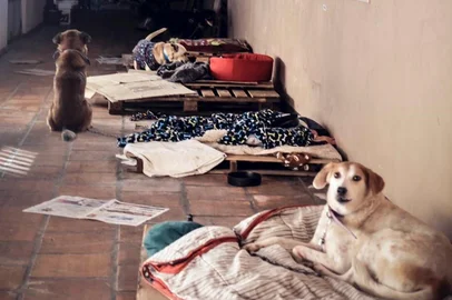 Abrigo de animais em Novo Hamburgo onde atuava mulher investigada por exercício irregular da medicina veterinária.