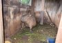 Capivara é resgatada de cativeiro ilegal em Getúlio Vargas após denúncia