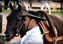 Paixão no trato e na montaria: conheça o trabalho de um domador de cavalos