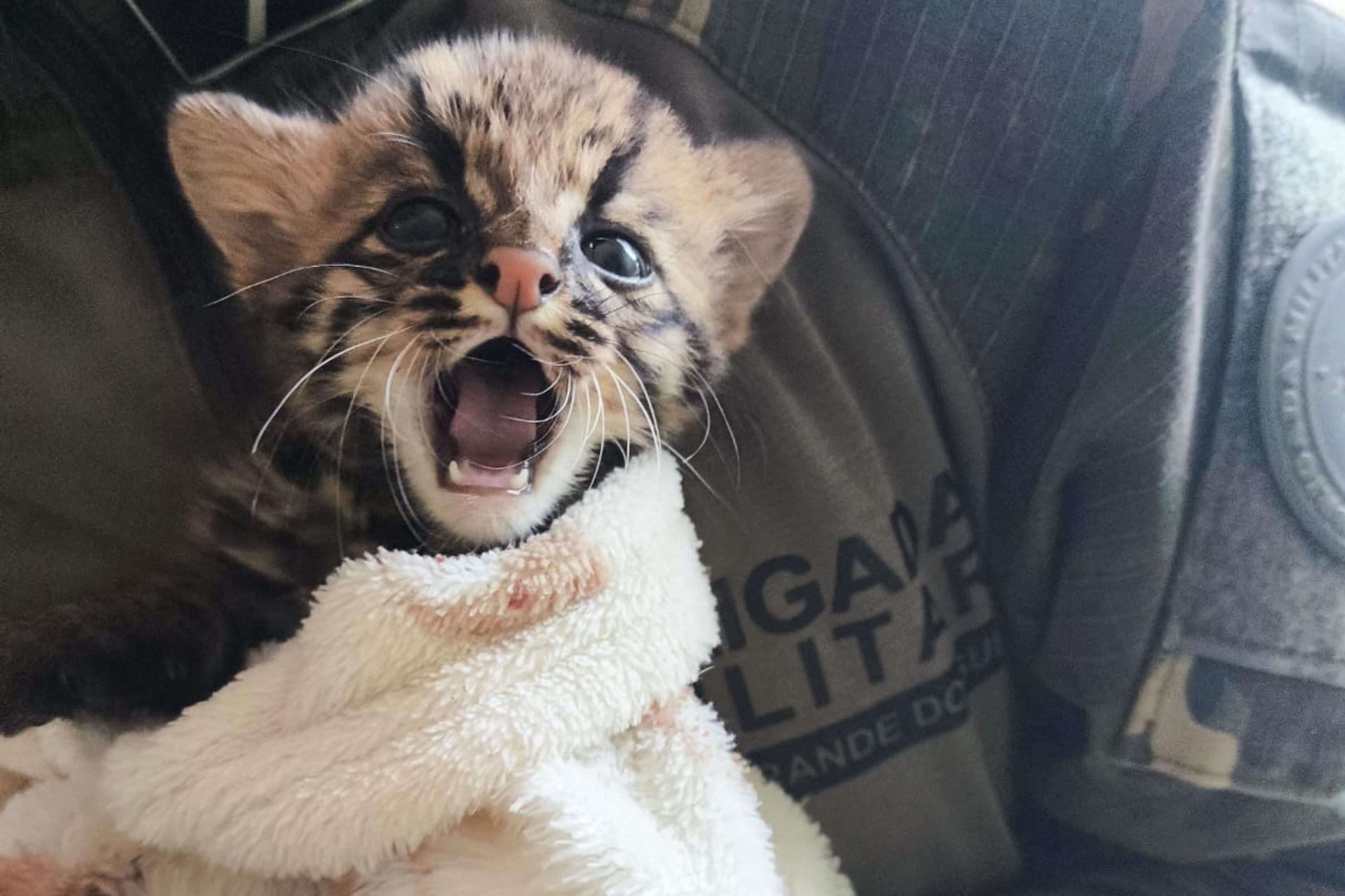 Filhote de gato-maracaj&aacute; &eacute; salvo ap&oacute;s m&atilde;e morrer atropelada na Regi&atilde;o Noroeste; veja o v&iacute;deo