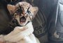 Vídeo: Filhote de gato-maracajá é salvo após mãe morrer atropelada na Região Noroeste