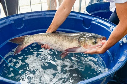 Queda nas vendas: a Feira do Peixe Vivo vai ocorrer a cada dois meses em Caxias do Sul<!-- NICAID(15153568) -->