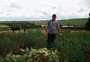 Em Cruz Alta, prejuízos no milho chegam a 80% e produtor rural estima: "Na soja será total"