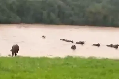 Cheia surpreende produtor rural e obriga vacas a atravessarem rio em Lagoa Vermelha<!-- NICAID(16331800) -->