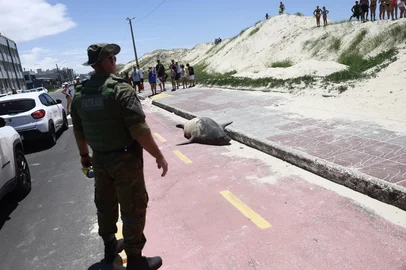 TRAMANDAÍ, RS, BRASIL, 31.12.2025: A saga do Elefante Marinho em Tramandaí causou comoção entre veranistas na manhã do último dia do ano. O animal, que está em processo de troca de pele, ficou na avenida Beira Mar pela manhã. Pouco antes do meio dia, voltou ao mar atravessando as dunas e entrando na água, sob gritos e aplausos da multidão. (Foto: André Ávila/ Agência RBS)<!-- NICAID(16196193) -->