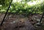 Caxias do Sul e Flores da Cunha contabilizam perdas na agricultura 