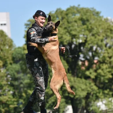 Cão policial Boris faleceu aos três anos de idade em Caxias do Sul<!-- NICAID(15179083) -->