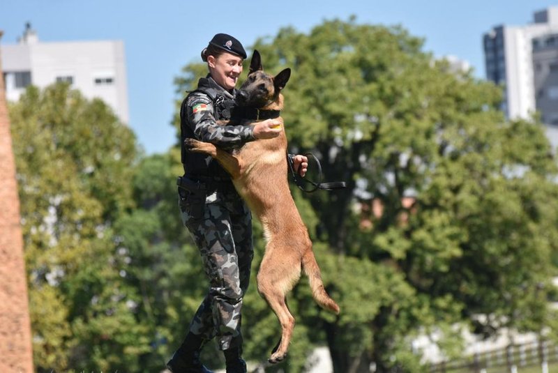 Cão policial Boris faleceu aos três anos de idade em Caxias do Sul<!-- NICAID(15179083) -->
