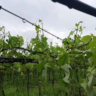 Parreirais e estufas de hortaliças no interior de Coronel Pilar foram atingidas. Nos demais municípios, apesar do grande volume de precipitação, não foram registrados estragos.<!-- NICAID(15880612) -->