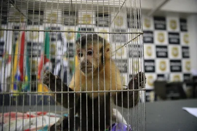GUAÍBA, RS, BRASIL, 07-04-2026: Operação Matilha. Polícia Civil desarticula quadrilha especializada em assalto a residências no RS. Foram apreedidos um macaco prego e pássaros, durante a operação. Foto: Ronaldo Bernardi/Agência RBS<!-- NICAID(16260276) -->
