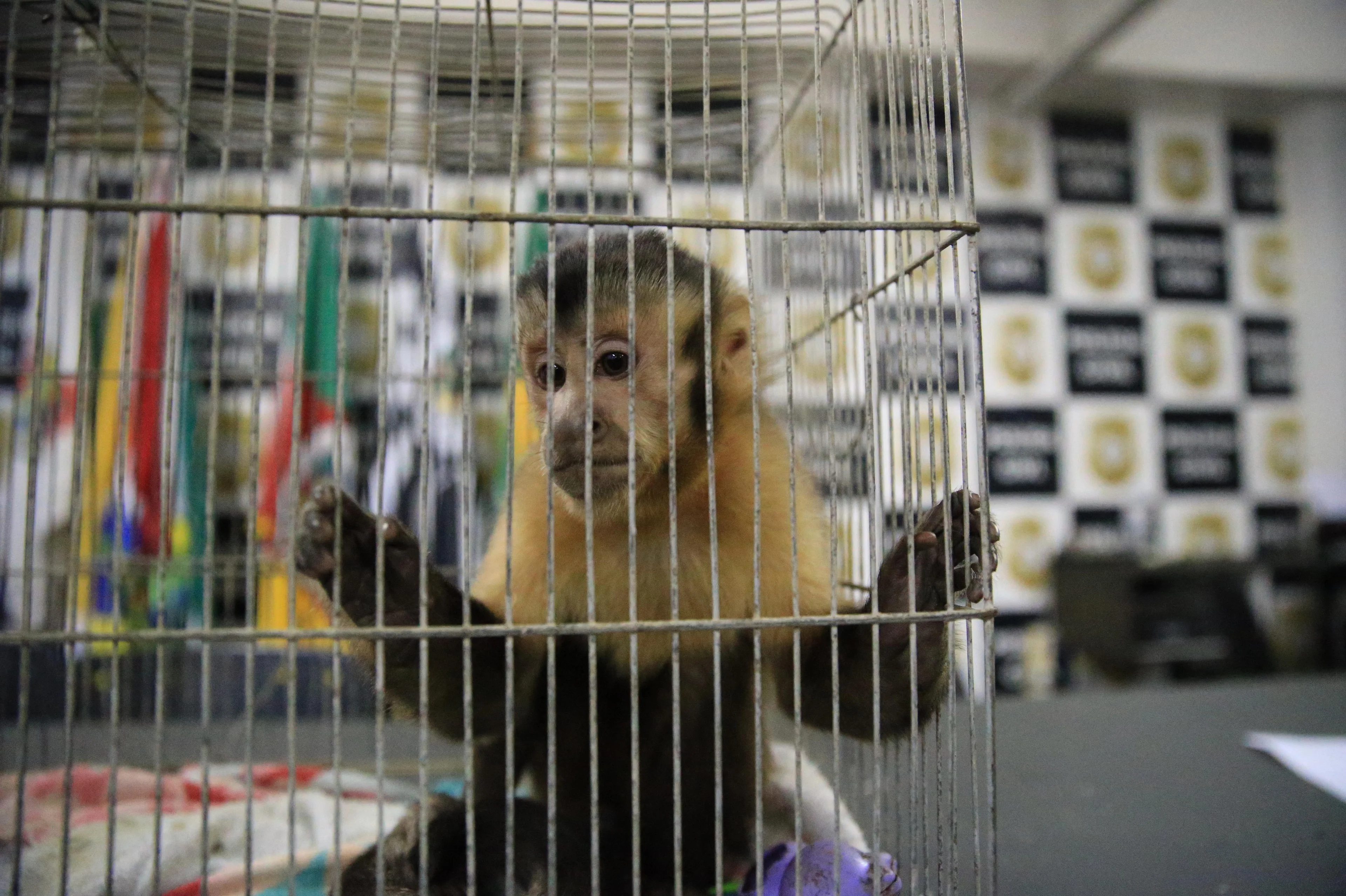 Ronaldo Bernardi/Agencia RBS