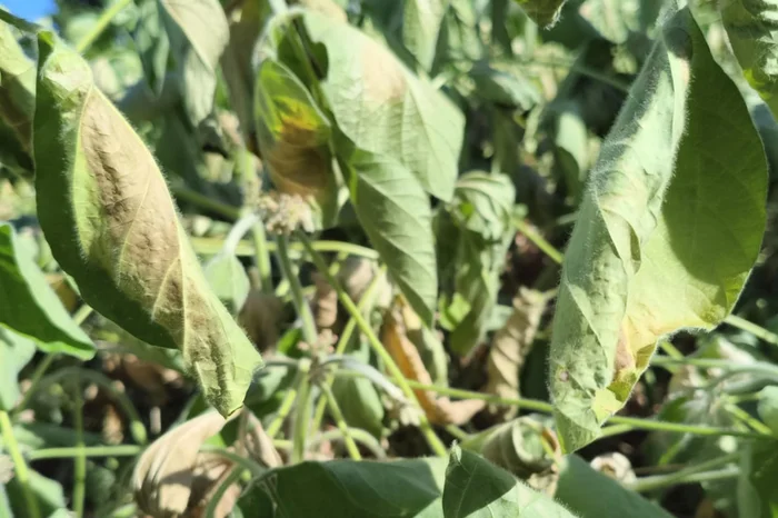 Emater / Divulgação