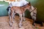 Égua resgatada de maus-tratos dá à luz em abrigo municipal de Canoas<!-- NICAID(15614808) -->