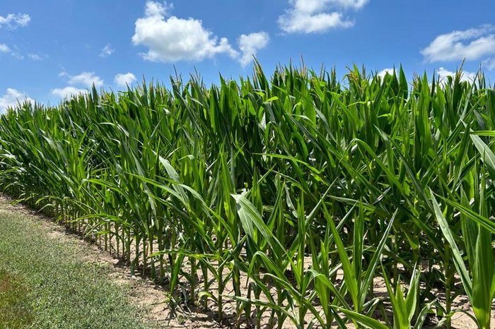 Gisele Loeblein / Agência RBS
