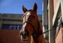 Símbolo de resiliência, cavalo Caramelo será atração do acendimento da Chama Crioula
