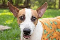 CANOAS / RS: Criado de forma emergencial para receber cães resgatados na enchente de maio do ano passado, o Abrigo Municipal Palmira Gobbi, em Canoas, terá a estrutura desmobilizada até o dia 20 de julho.<!-- NICAID(16060434) -->