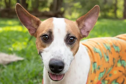 CANOAS / RS: Criado de forma emergencial para receber cães resgatados na enchente de maio do ano passado, o Abrigo Municipal Palmira Gobbi, em Canoas, terá a estrutura desmobilizada até o dia 20 de julho.<!-- NICAID(16060434) -->