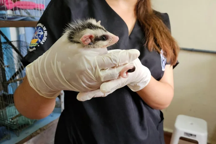 Stéfane Costa / RBS TV