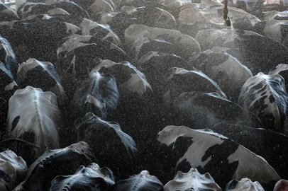 VACARIA, RS, BRASIL, 13/12/2022. A reportagem foi até a RAR, indústria alimentícia com sede em Vacaria, nos Campos de Cima da Serra, para conhecer algumas de suas áreas de atuação, como a câmara de maturação de queijo tipo grana, o segmento de packing de maças da RASIP e a fazenda onde ocorre a produção de leite.. (Bruno Todeschini/Agência RBS)Indexador: BTK<!-- NICAID(15296052) -->
